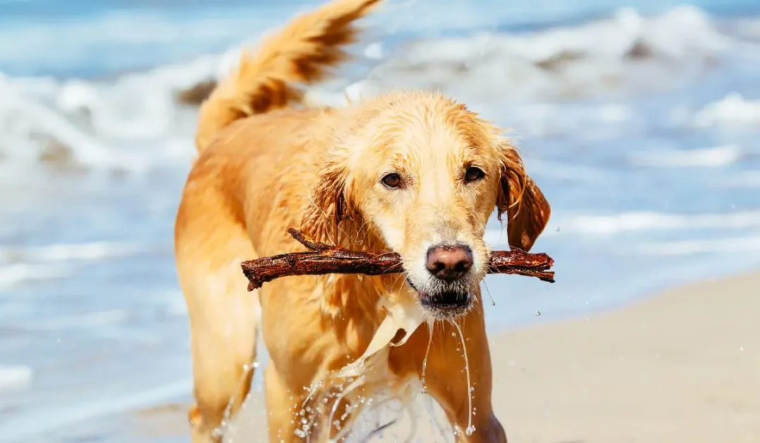 Golden-retriever-nadando-Cuidados