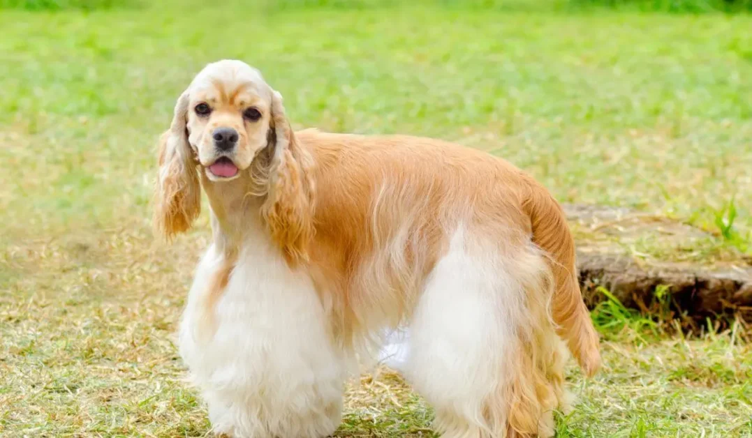 Cachorro-Cocker