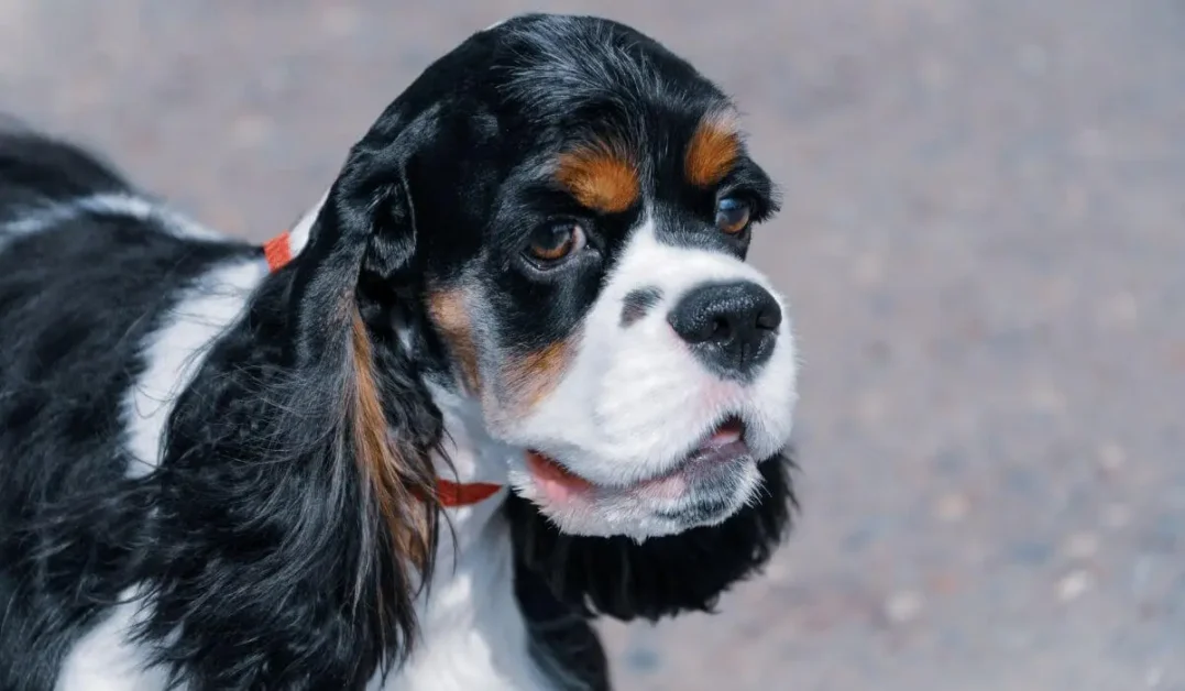 Cocker-Spaniel-Americano-Peludo-preto-branco