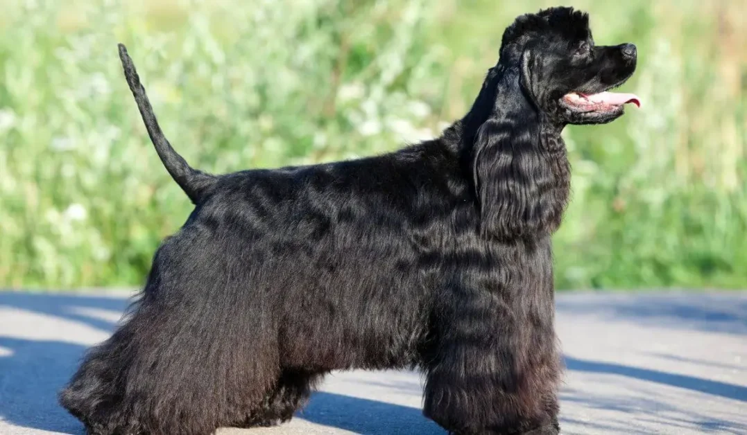 Filhote-Cocker-preto