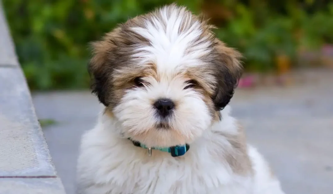 filhote-lhasa-apso-a-raca-de-cachorro-turma-da-monica