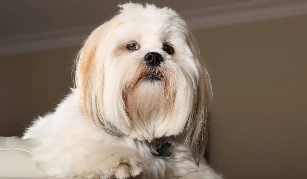 lhasa-apso-a-raca-de-cachorro-turma-da-monica
