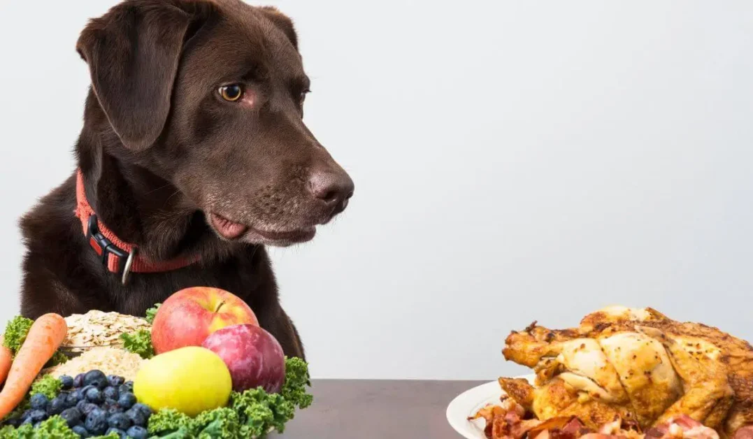 comida-que-cachorro-não-pode-comer-