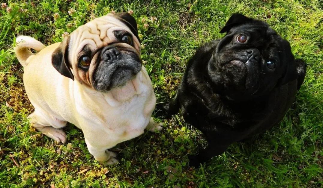 quais-diferencas-bulldog-e-pug