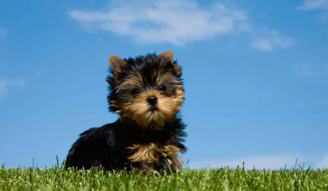 yorkshire-terrier-cachorro-de-companhia-raca-pura