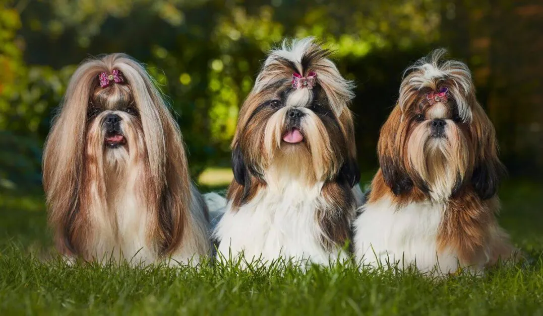 Cuidados-com-Shih-Tzu