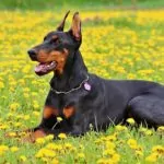 dobermann