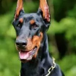 dobermann