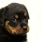 rottweiler_baby