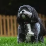 shih_tzu_