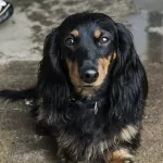 dachshund_3