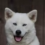 akita__