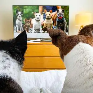 cachorro-assistindo-tv