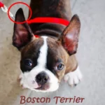 orelhas-boston-terrier-pontudas