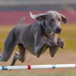 Weimaraner