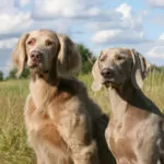 weimaraner