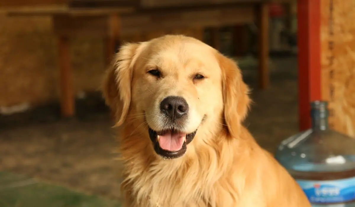 Golden-retriever-raca-de-cachorro