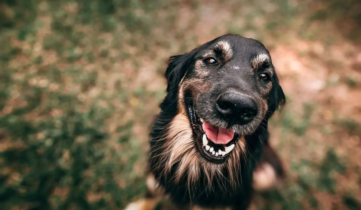 dicas-de-nomes-para-cachorros