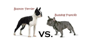 diferenca-entre-boston-terrier-bulldog-frances