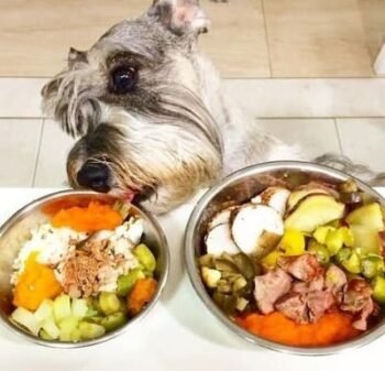 Pode Dar Alimentação Natural Para Cães? Faz Mal?