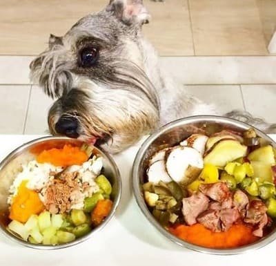 Pode Dar Alimentação Natural para Cães? É Melhor que Ração?