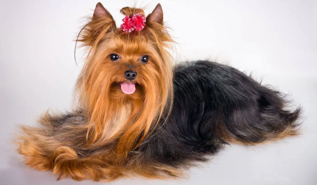 yorkshire-terrier-cuidados