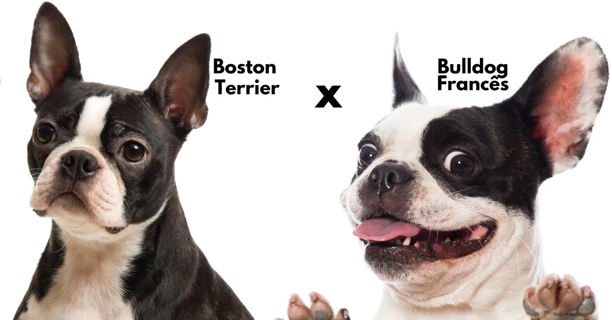 qual-diferenca-entre-boston-terrier-bulldog-frances